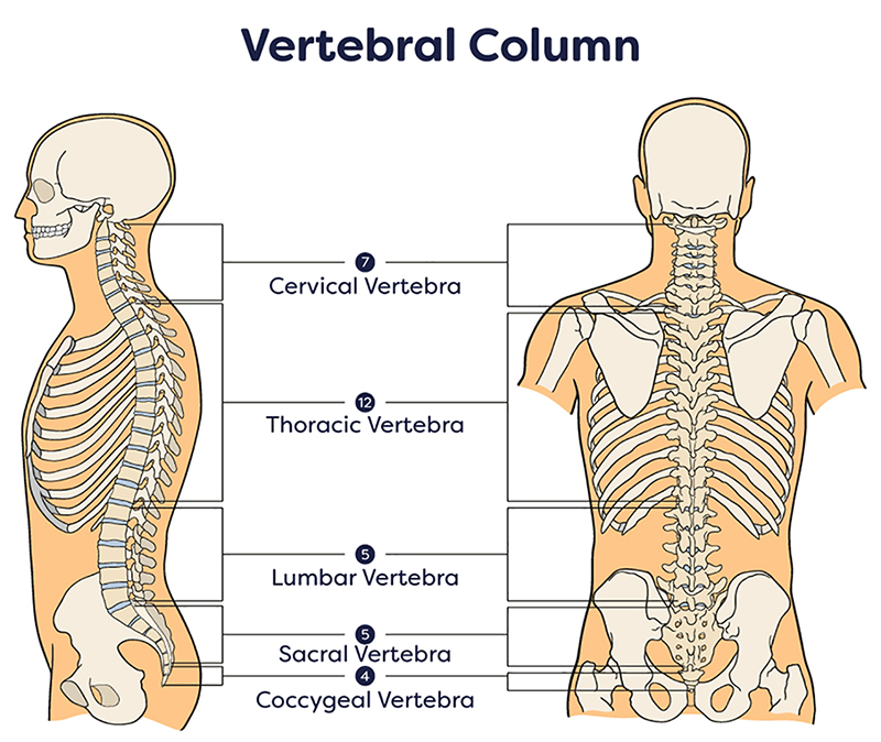 Spine Vertebral Column
